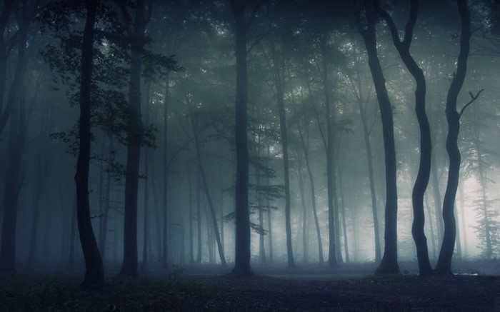 Dark foggy forest with tall trees