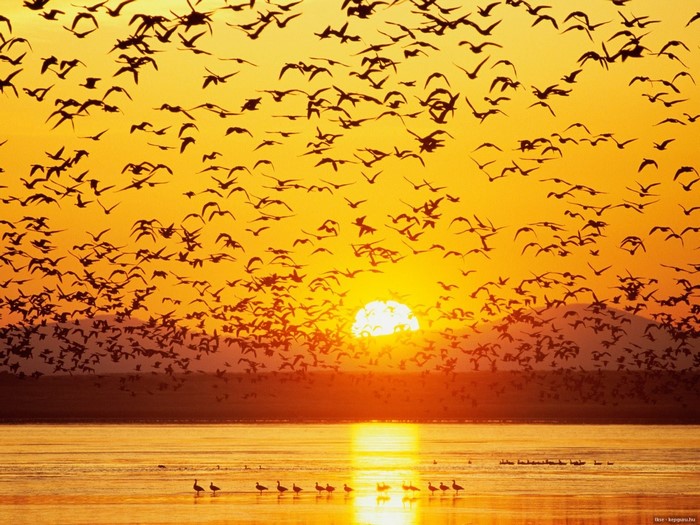 Flock of birds flying at sunset over water