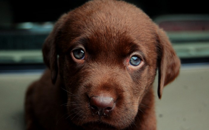 Adorable Close-Up of Chocolate Labrador Puppy