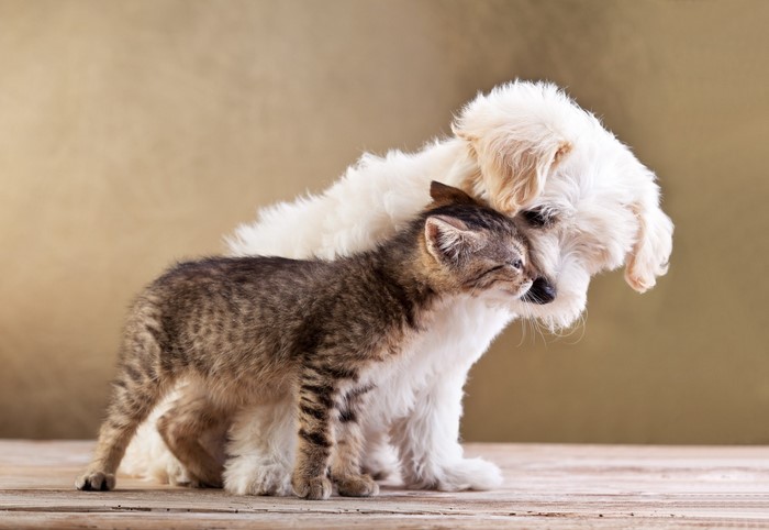 Kitten and puppy cuddling on a wooden surface