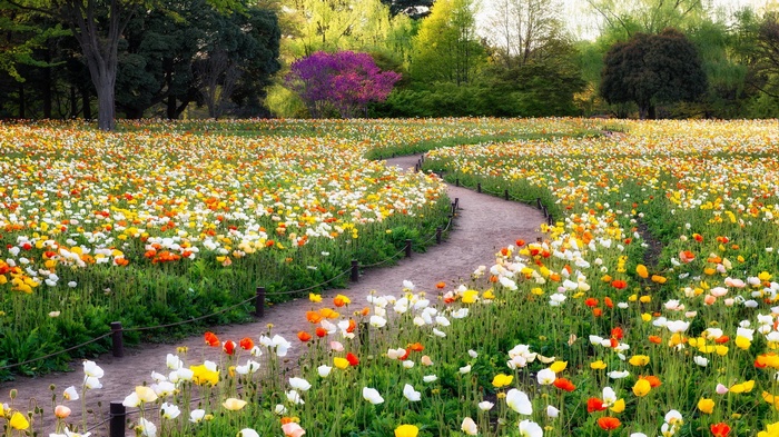Field of colorful poppies with a winding path