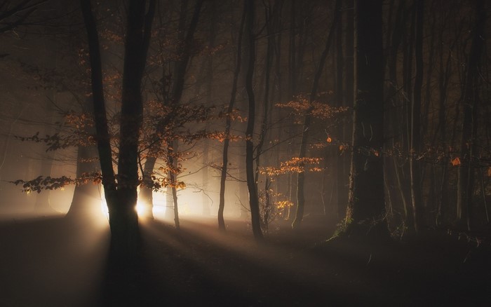 Sunlight filtering through a misty autumn forest at night