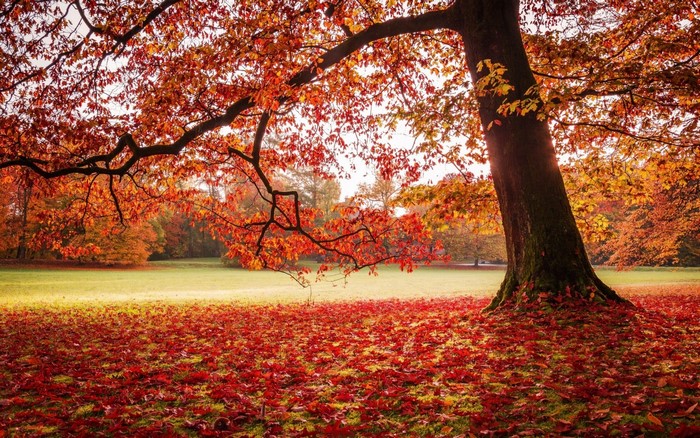 Autumn park with a large tree and fallen red leaves