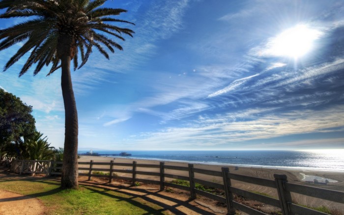 Palm tree on a beach with a pier in the distance