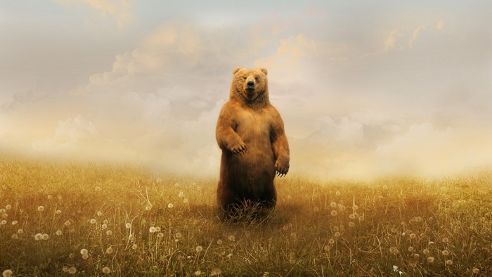 Grizzly bear standing in a sunlit field