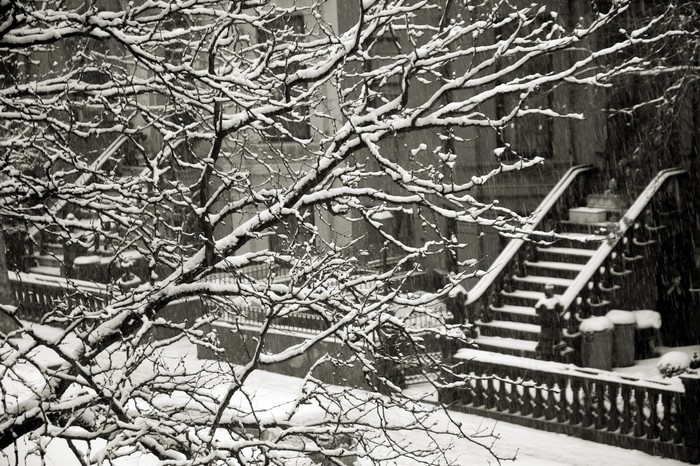 Snowy tree branches in front of a building with stairs