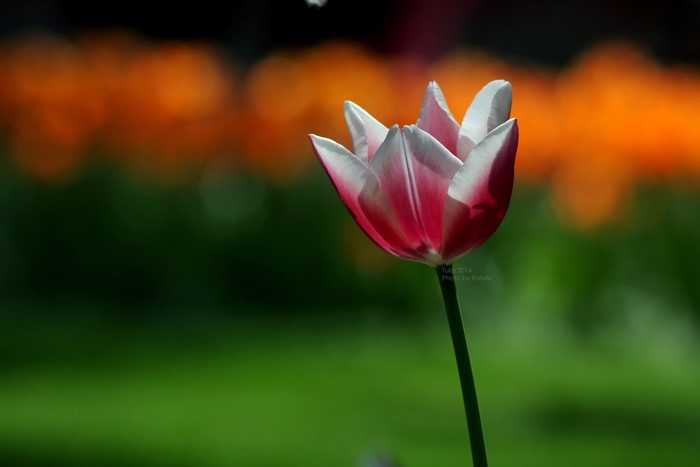 Close-up of a pink and white tulip in a garden