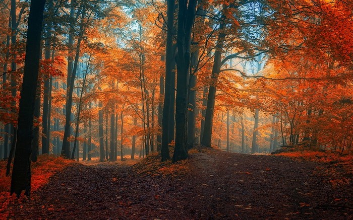 Autumn forest path with colorful leaves and mist