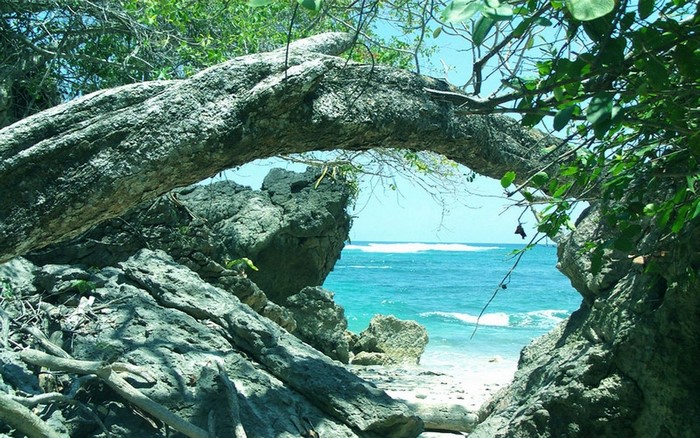 Arching tree branch over rocky beach and blue sea