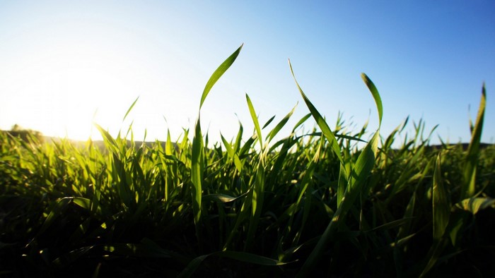 Sunlight shining on green grass in a field