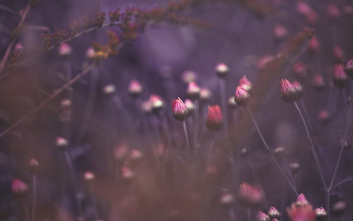 Close-up of pink flower buds in purple light