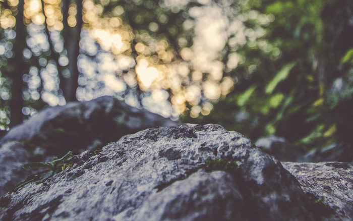 Close-up of mossy rocks in a sunlit forest