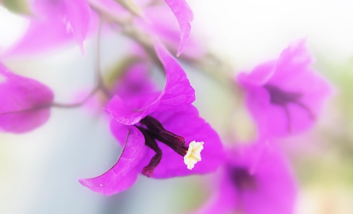 Close up of purple bougainvillea flowers