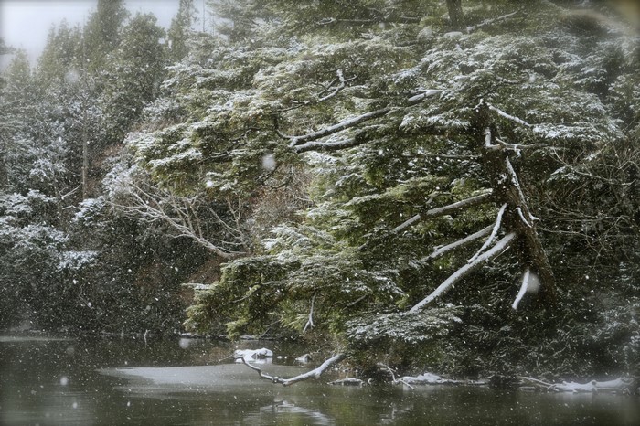 Snow falling on trees by a body of water