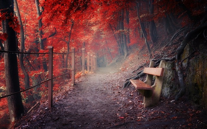 Autumn forest path with red leaves and a bench