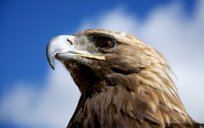 Golden Eagle close-up against blue sky with clouds