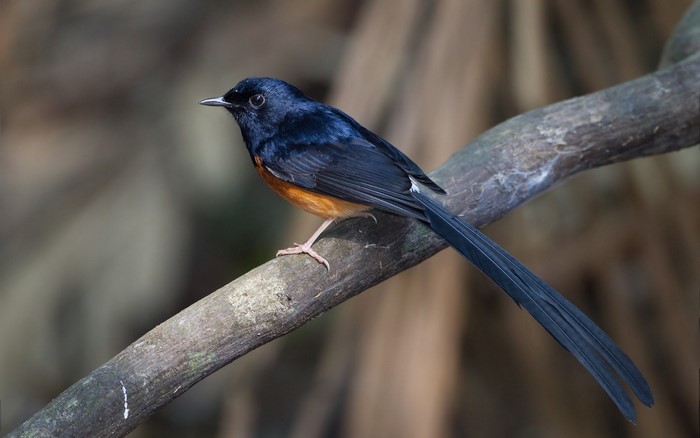 Colorful Perching Bluebird on a Branch