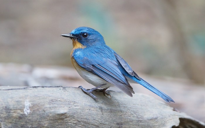 Blue bird with orange throat perched on a branch