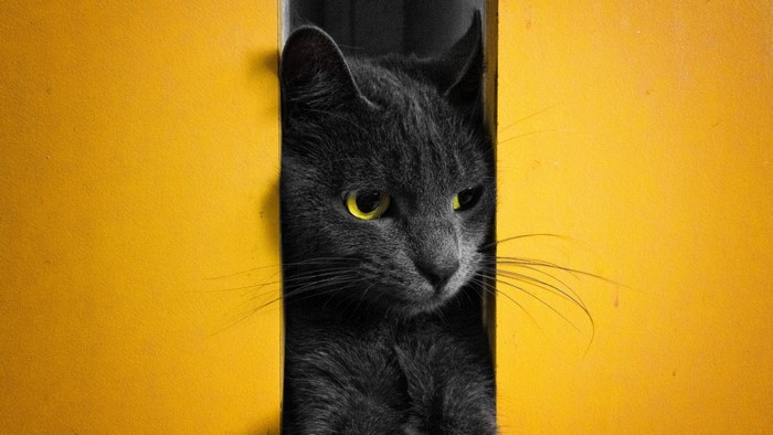 Black cat with yellow eyes peeking through a yellow opening