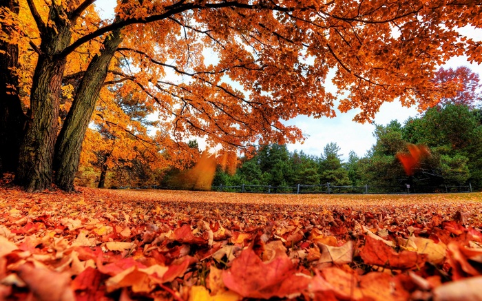 Autumn leaves cover the ground under a tree