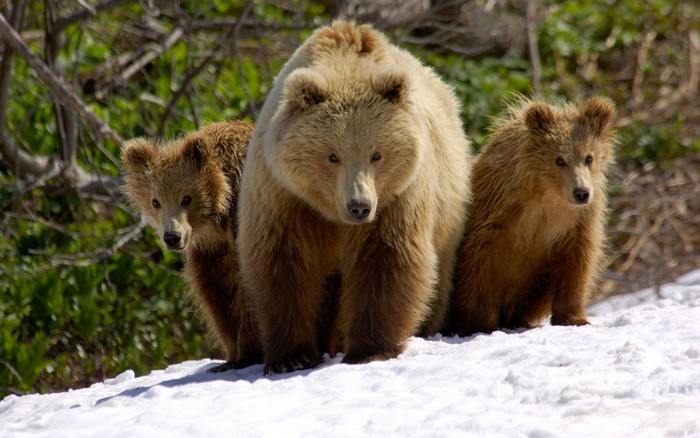 Brown bear mother with two cubs in the snow