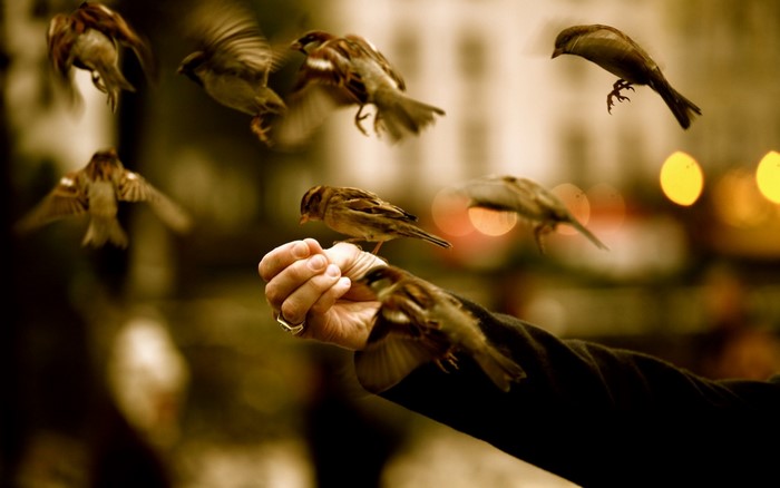Sparrows feeding from a person's hand