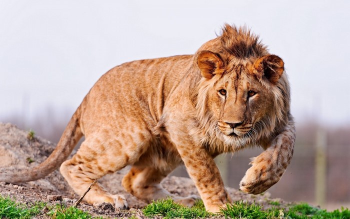 Young Lion with Emerging Mane in Natural Habitat