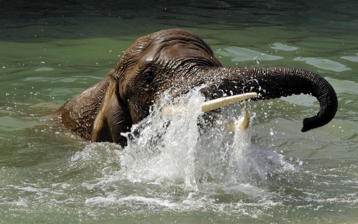 Elephant splashing water while swimming