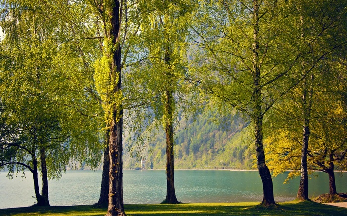 Trees by a lake with a mountain in the background