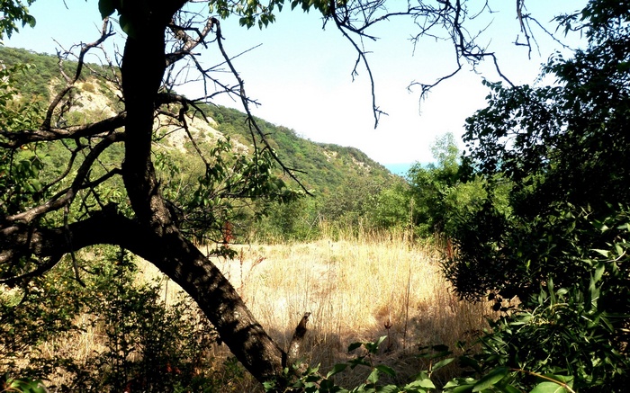 Dry grass field with trees and hills