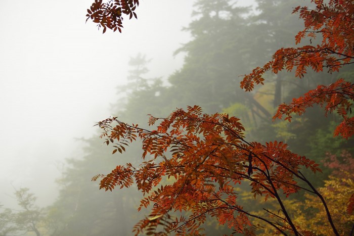 Autumn branches with orange leaves in mist