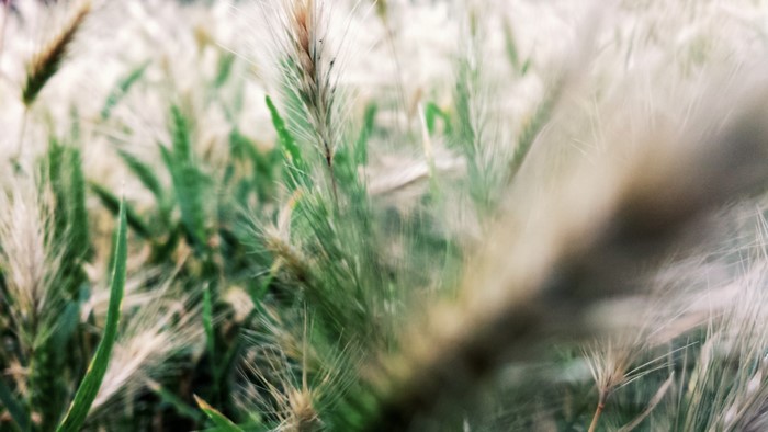 Close-up of green grass and wheat spikelets