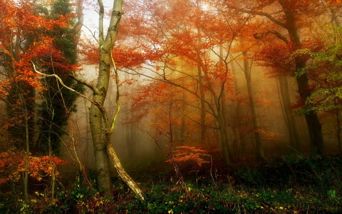Misty forest with autumn leaves and sunlight