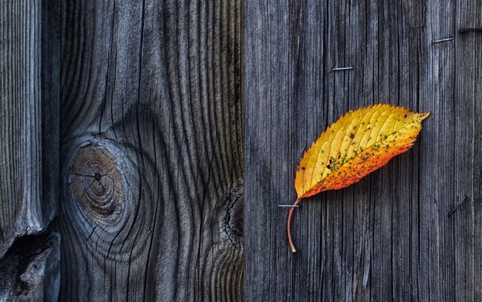 Yellow and orange leaf on weathered wood