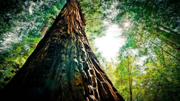 Giant redwood tree in a sunlit forest