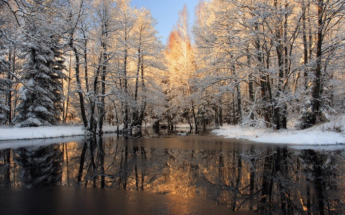 Snow-covered trees reflected in a winter lake
