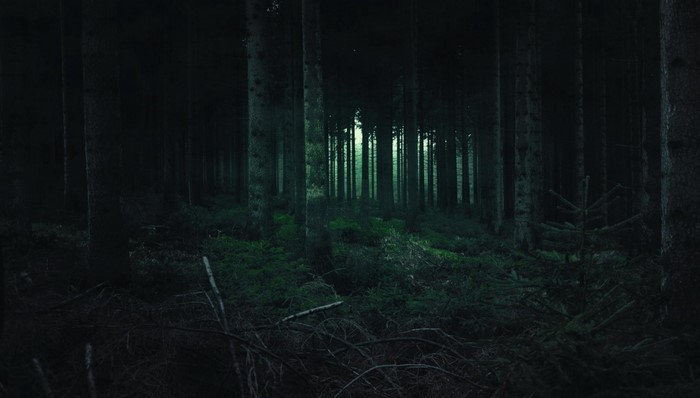 Dark forest with sunlight filtering through trees