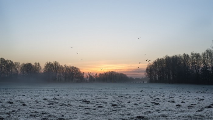 Frosty field at sunrise with birds flying