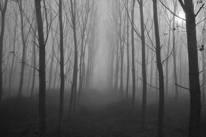 Monochrome forest path in dense fog
