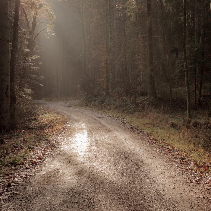 Sunlight filtering through a misty forest onto a dirt road