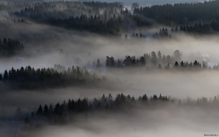Misty forest landscape at dawn with fog rolling through trees