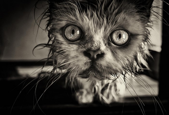 Close up of a wet Persian cat's face