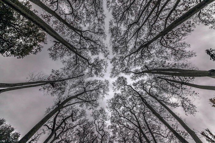 Looking up at bare trees against a cloudy sky