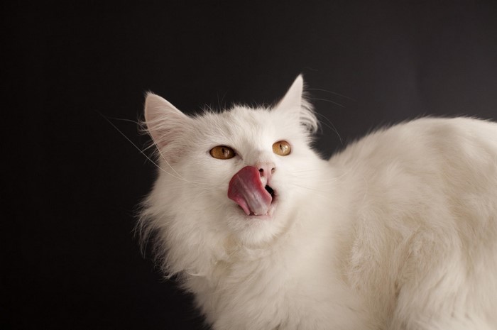 White cat with tongue out licking its nose