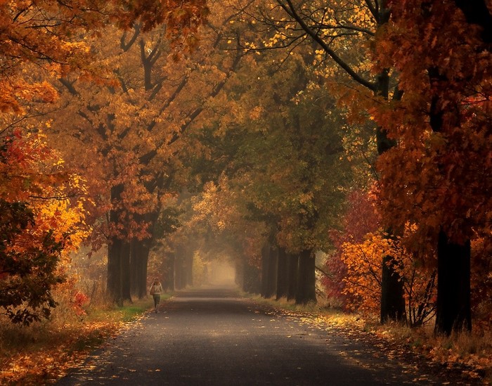 Person walking on a road lined with autumn trees