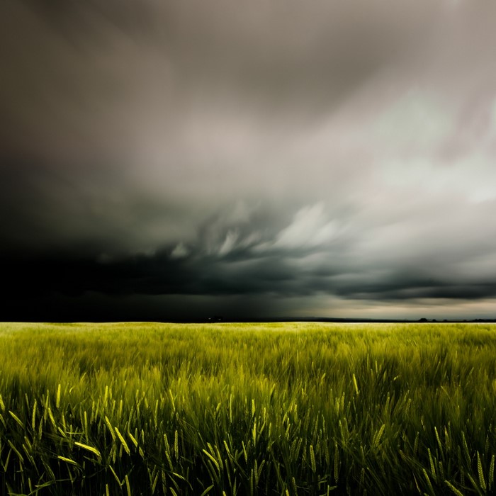 Stormy clouds over a green wheat field