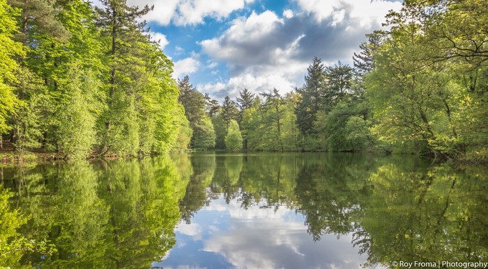 Tranquil Lake Reflecting Lush Green Forest
