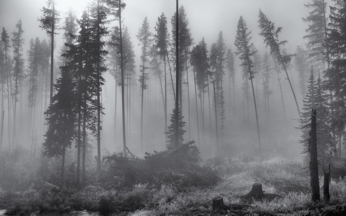 Misty forest with tall spruce trees and fallen logs