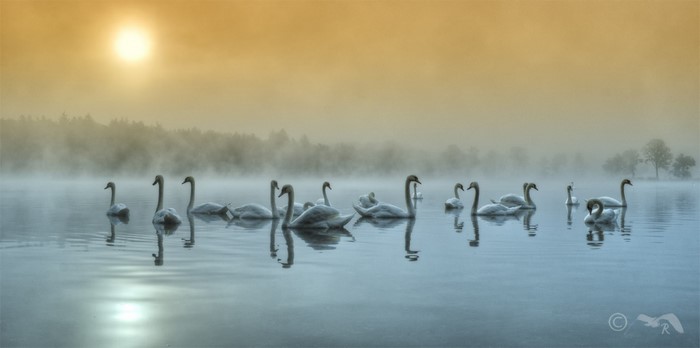 Swans on a misty lake at sunrise