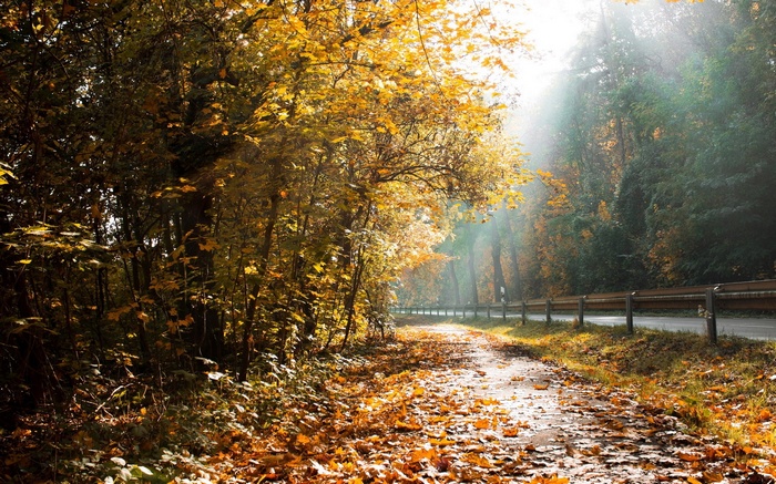 Autumn road through a forest with fallen leaves
